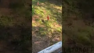 снайпер тф2 би лайк 