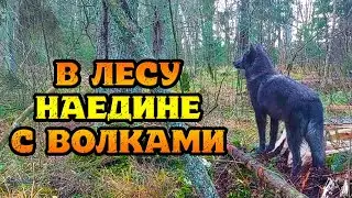 Осталась одна в лесу с волками. Прогулка с волчатами.