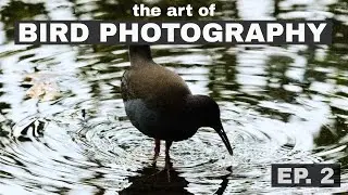 Improving a Noisy Bird Photo? The Art of Bird Photography (Episode 2)