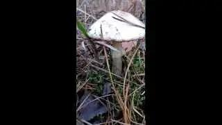 Лес осенью. Грибы, ягоды. Красиво и гармонично.
