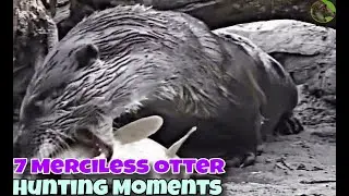 7 MERCILESS OTTER HUNTING MOMENTS