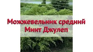 Можжевельник средний Минт Джулеп 🌿 Посадка. саженцы, крупномеры можжевельника: особенности сорта