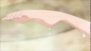 One Piece - Nami Foot