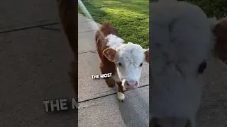 Her moo is so adorable 🥹❤️