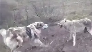Alabai dog vs Wolf 🐺 | Real video of the Central Asian shepherd | alabay алабай آلابای 