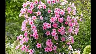 Mandevilla Pink Flower Garden