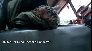 В Твери из горящего дома спасли кота