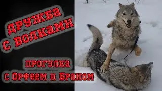 Это возможно! Волк Орфей и волкособ Бран со мной на прогулке