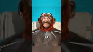 Пересадка головы обезьяне 🐒 