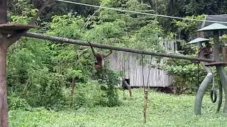 Kera hitam, Siamang, Gibbon monkey