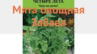 Мята овощная Забава (zabava) 🌿 овощная мята Забава обзор: как сажать, семена мяты Забава