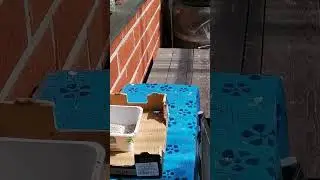 🐿️🌄🍓Жарко... Поели, теперь можно и поспать)))В Финляндию пришла долгожданная летняя жара 💐🌄🌺