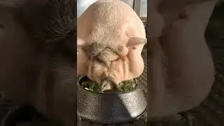 Fat pig is lunch🐷 #shorts #funnyvideo #animals #asmr