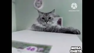 Кот Барсик in G Major 125