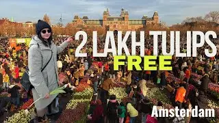 2 lakhs Tulips in National tulip day of Netherlands 2024 | Vish and Trip