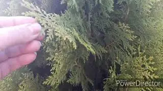 Садовый влог.  Яркие краски осени.