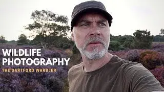 HEATHLAND BIRD PHOTOGRAPHY | Spotting and Photographing the Dartford Warbler