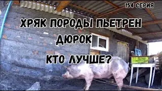 Хряк породы пьетрен , дюрок.Кто лучше?