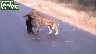 predators vs porcupine | leopard vs porcupine | porcupine quills | wood animals #porcupine