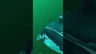 Guess The Subnautica: Below Zero Creature
