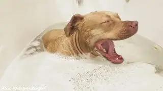 Pit Bull Lays in Bath Tub Almost Falls Asleep