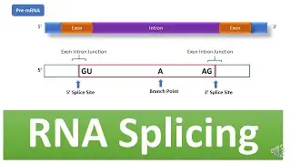 RNA Splicing: Mechanism of RNA Splicing, Spliceosome complex, snRNA, snRPs, mRNA Processing