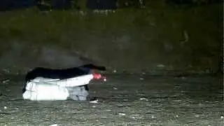 Explosive 31