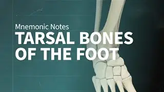 Mnemonic Notes: Tarsal Bones of the Foot