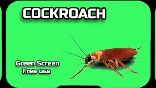 COCKROACH video Green Screen footage. CHROMAKEY ANIMATION on a green screen.