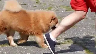 сука юниор Дульсинея из Русского Ополья JCAC