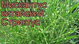 Мискантус китайский Стриктус (miscanthus sinensis) 🌿 обзор: как сажать, рассада мискантуса Стриктус
