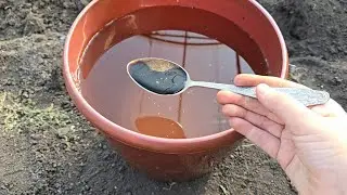 1 ложка на ведро воды и земля как НОВАЯ, ЗДОРОВАЯ, даст море урожая на года