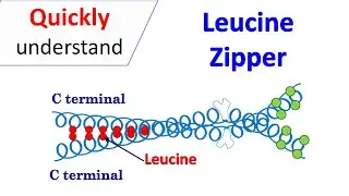 Leucine zipper motif