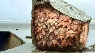 Вот Как Черепахи Заканчивают Свои Жизни