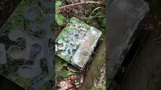 Решили отпустить МУРАВЬЕВ на свободу ! Что из этого вышло ?