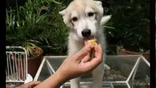 SCTA presents - How to train and tame your dog (your buddy!)