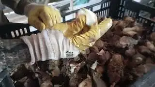 Лук после выгонки. Сушим.