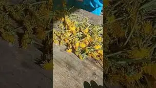 ОДУВАНЧИК/