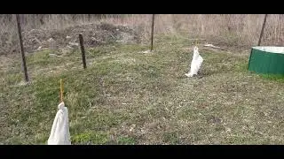 1 обработка винограда