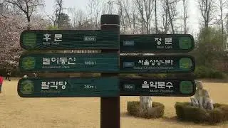 Cherry Blossoms in SEOUL :( Watch 'till end) March 31, 2020