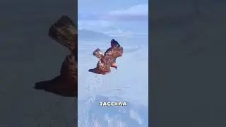 Казахский беркутчи проучил вора 😤😯🦅
