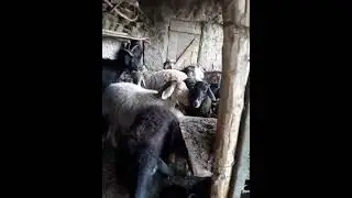 гӯсфандҳои фуруши арзонак 938334933 н Нуробод