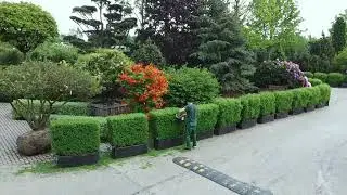 Стрижка живой изгороди в садовом центре IMPERIAL GARDEN