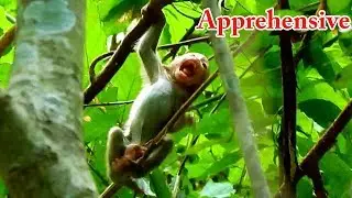 Enduring kidnapped, Small baby monkey was Apprehensive