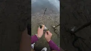 fishing for catfish bait when suddenly... | Massachusetts Fishing (9/10)