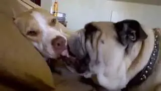 Bully Kissfest