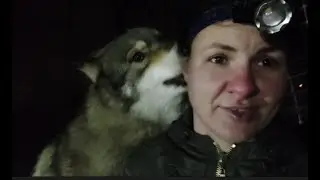 Стрим. Часть 3. Как прошла встреча Лилу и волка Акелы? 🐺