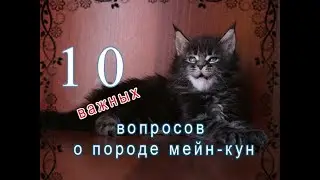 10 важных ВОПРОСОВ о породе мейн-кун / питомник мейн-кунов  Лирикум