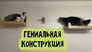 Настенный комплекс для кошек. Новые развлечения для котиков