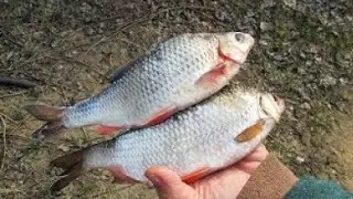 Ловля плотвы в конце апреля начале мая.Где ловить плотву в апреле - мае?
